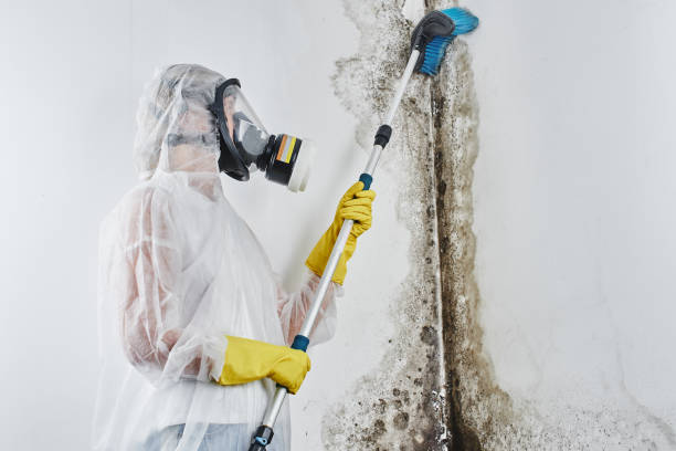 Best Mold Damage Repair  in Red Oak, NC