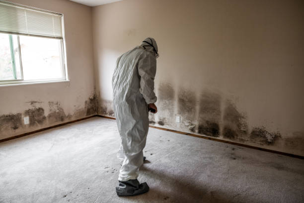 Best Fast Mold Removal  in Red Oak, NC