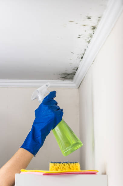 Best Mold Remediation  in Red Oak, NC